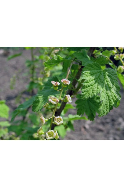 Ribes white Imperatorska (zhovta)